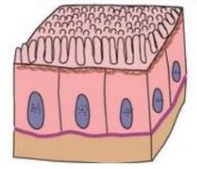 Cilíndricas